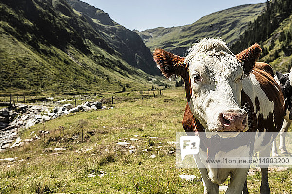 Rinder im Bergtal, Bad Hofgastein, Salzburg, Österreich