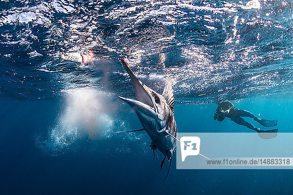 Striped marlin hunting mackerel and sardines  photographed by diver