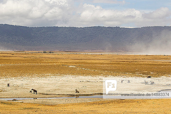 Landschaft mit gefleckter Hyäne (Crocuta crocuta)  Ngorongoro-Krater  Ngorongoro-Schutzgebiet  Tansania