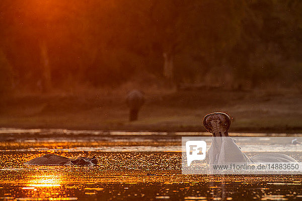 Flusspferd Flusspferd (Hippopotamus Hippopotamus amphibius) mit offenem Maul im Wasserloch bei Sonnenuntergang Mana Pools National Park Simbabwe