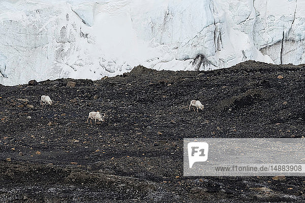 Spitzbergen-Rentiere (Rangifer tarandus) in Gletscherlandschaft Barentsinsel Svalbard Norwegen