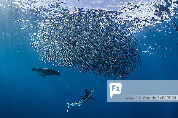 Gestreifter Marlin auf der Jagd nach Makrelen und Sardinen  vom Taucher fotografiert