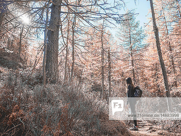 Frau erkundet Wald  Antronapiana  Piemont  Italien