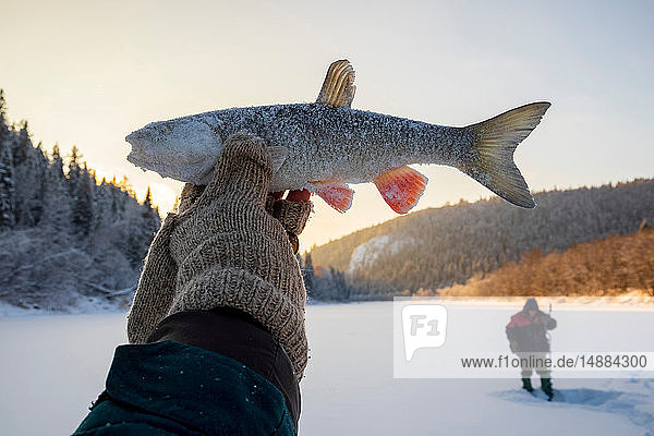 Landscape fishing on snow covered frozen lake hand holding up caught fish close up