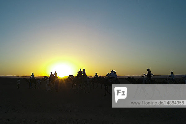 Morocco  people on camels at sunset