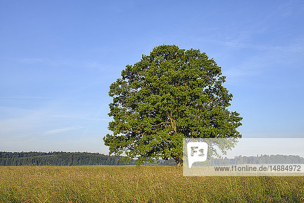 Einzelne Eiche auf einem Feld  Baden-Württemberg  Deutschland