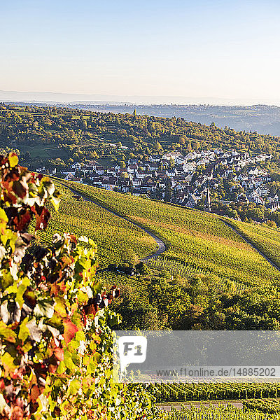 Germany Baden-Wuerttemberg Stuttgart view over grapevines to Uhlbach