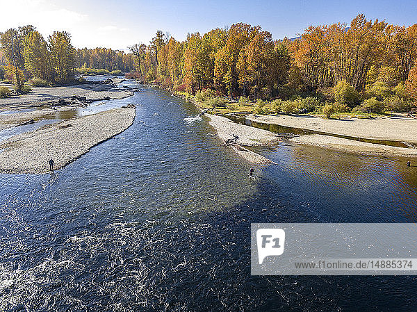 Kanada  Britisch-Kolumbien  Luftaufnahme des Adams River während der Lachswanderung im Herbst