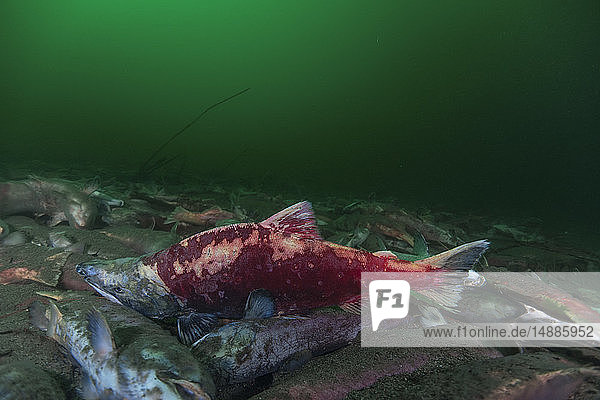 California  British Columbia  Adams River  dead sockeye salmons