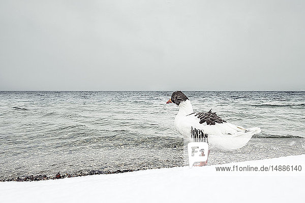 Graugans  Anser anser  am Starnberger See im Winter