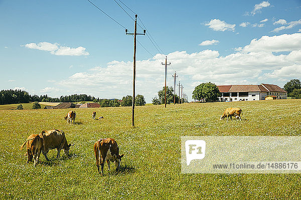 Austria  Upper Austria  Muehlviertel  cows on a pasture