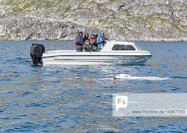 Greenland  Sermersooq  Kulusuk  Ikateq Fjord  people on boat watching polar bear