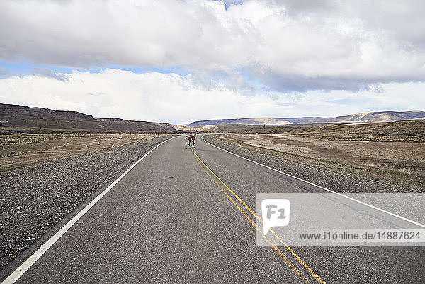 Argentinien,  Patagonien,  Nationalstraße 40,  Guanaco überquert leere Straße mitten in der Wüste
