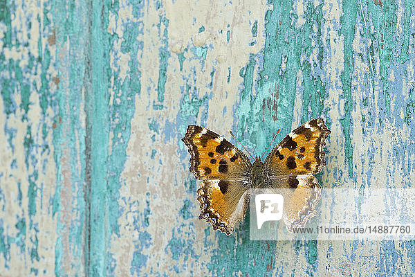 Schmetterling auf abblätterndem türkisfarbenen Holz