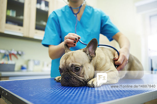 Tierärztin untersucht Hund mit Stethoskop in der Veterinärchirurgie