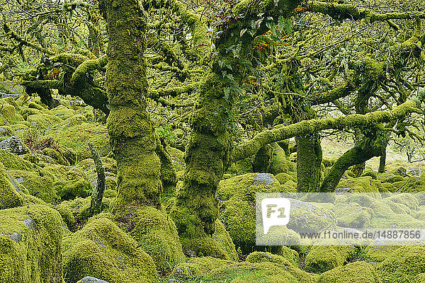 Vereinigtes Königreich  England  Dartmoor-Nationalpark  Bäume und Granitblöcke sind mit Moos bewachsen