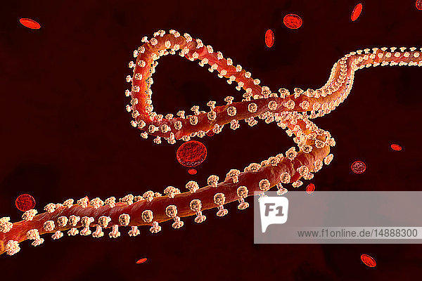 3D-gerenderte Illustration eines Ebola-Virus im Blutstrom  der von Erythrozytenzellen umgeben ist