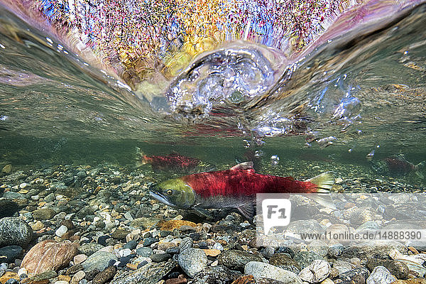 California  British Columbia  Adams River  Sockeye salmon  Oncorhynchus nerka  over-under image