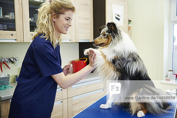 Dog giving paw to female veterinarian in veterinary surgery