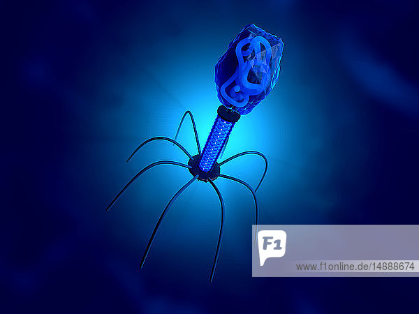 3D-gerenderte Illustration einer anatomisch korrekten Konvergenz zu einem Bakteriophagen  einem Virus  der sich innerhalb eines Bakteriums vermehrt