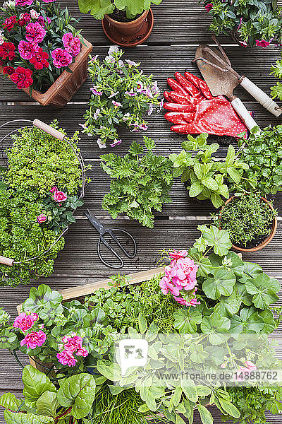 Pflanzung von Kräutern und Blumen für den Innenanbau auf einem Balkon