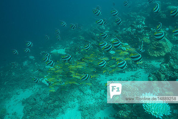 Malediven  Fische unter Wasser