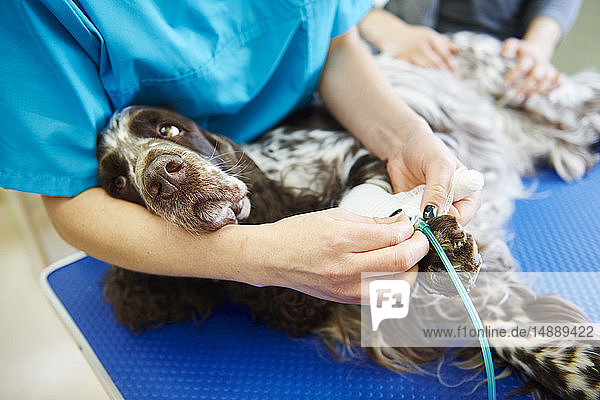 Injured dog receiving bandage in veterinary surgery