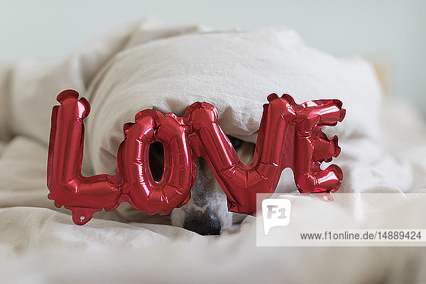 Hund im Bett mit Liebesfolienballon unter Decke