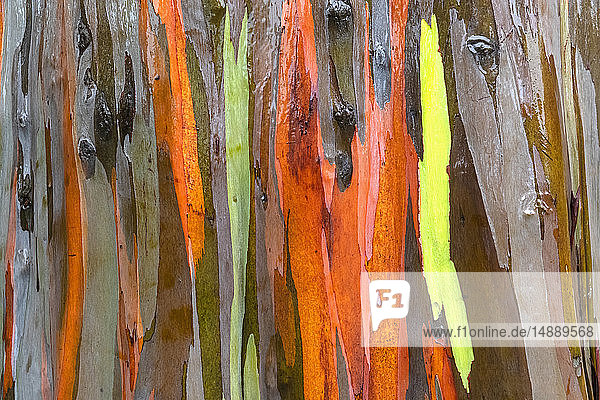 Detail von Regenbogen-Eukalyptus  Eukalyptus deglupta  Nahaufnahme