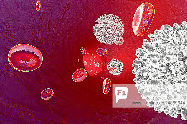 3D-gerenderte Illustration  Erythrozyten und Leukozyten  die in einem Blutgefäß fließen