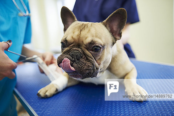 Verletzter Hund erhält Verband in Tierarztpraxis