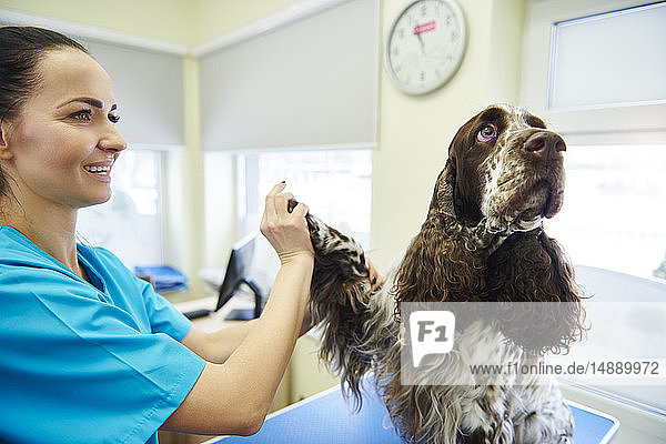 Dog giving paw to female veterinarian in veterinary surgery