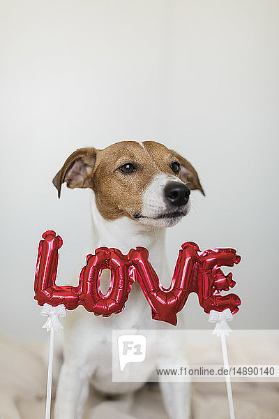 Hund im Bett mit Liebesfolienballon
