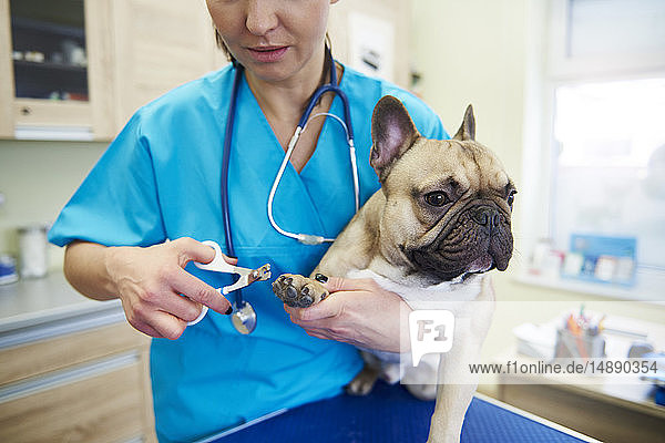 Tierärztin schneidet Hundenägel in der Veterinärchirurgie