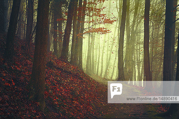Herbstwald und leerer Waldweg