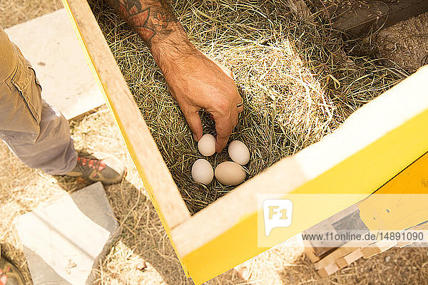 Handsammeln von Eiern im Hühnerstall