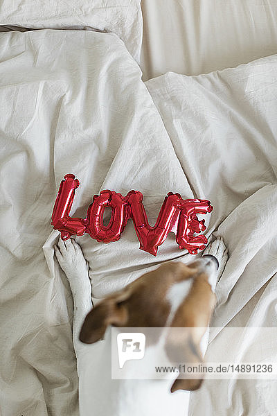 Hund im Bett mit Liebesfolienballon von oben