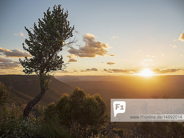 Tree on mountain at sunset in Blue Mountains National Park  Australia