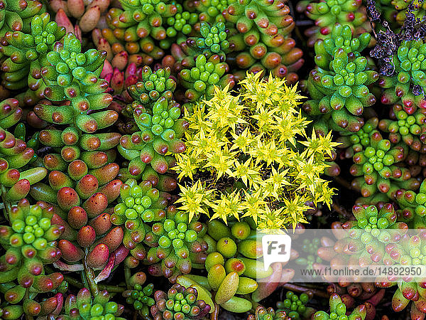 Succulent plants with yellow flowers