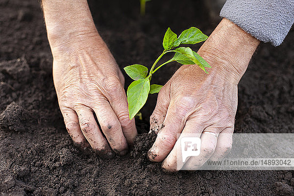 Hands of senior man planting