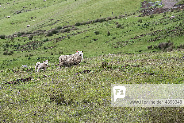 Lamm und Mutterschaf auf einem Feld in Te Anau Downs  Neuseeland