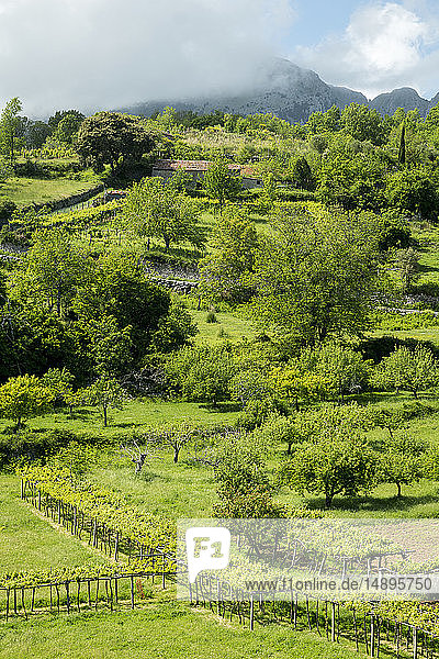 Italy Campania Cilento National Park Masseta and Infreschi Coast farmland