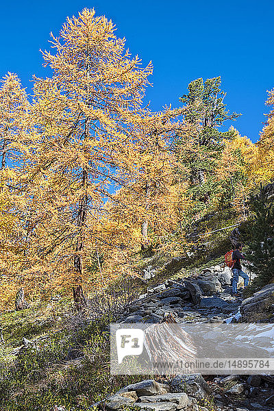 Italien  Aostatal  Nationalpark Gran Paradiso  Rhemes-Tal  Europäischer Lärchenwald im Herbst und Zirbelkiefer (Pinus cembra)
