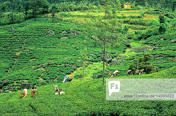 Asien  Sri Lanka  Nuwara Eliya  Teeplantage