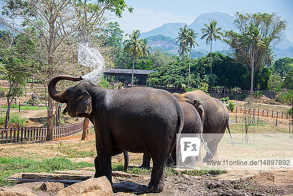Asien  Sri Lanka  Pinnawala Elefantenwaisenhaus  Sri Lankischer Elefant