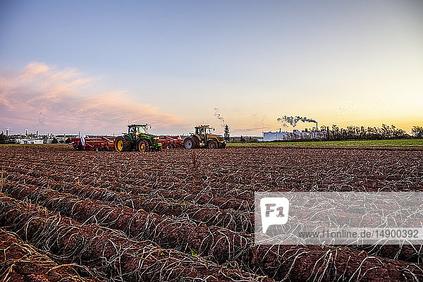 Farm equipment harvesting potatoes at dusk; Prince Edward Island  Canada