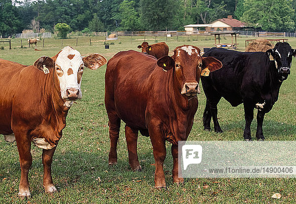 Viehzucht - Beefmaster-Rinder auf einer grünen Weide / Florida  USA.