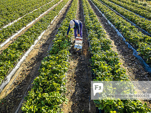 Arbeit bei der Erdbeerernte auf einem Feld; Nova Scotia  Kanada