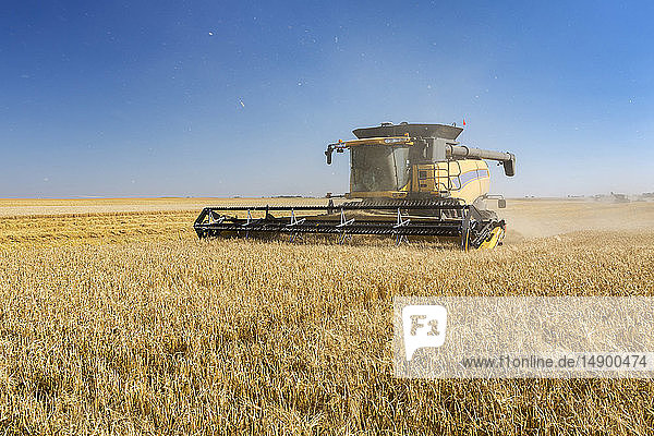 Combine harvesting a golden barley field; Beiseker  Alberta  Canada