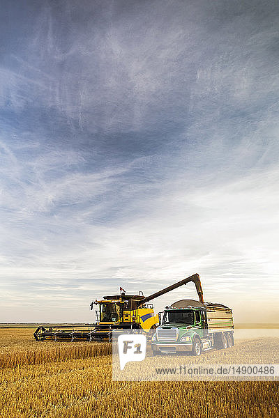 Ein Mähdrescher erntet ein goldenes Weizenfeld und füllt einen Lastwagen mit blauem Himmel und Wolken; Beiseker  Alberta  Kanada